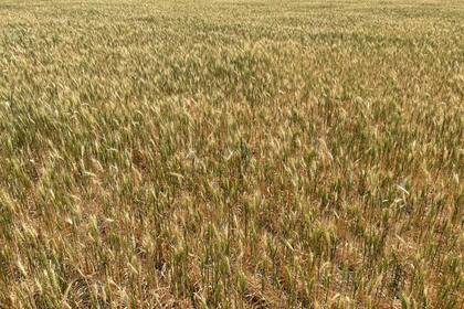Granos: El trigo cae por el buen tiempo en las regiones productoras