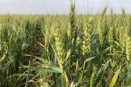 GRANOS. El trigo pierde terreno ante la abundante oferta mundial