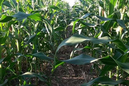 GRANOS.- Futuros del maíz y el trigo suben gracias a exportaciones y caída del dólar