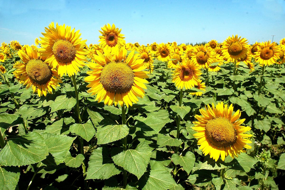 Granos gruesos Girasol. Rusia y Ucrania, con menos producción La siembra más esperada La reciente recuperación de precios permite encarar el ciclo 2020/21 con una mejor perspectiva