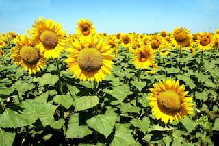 Girasol: un promisorio panorama para el cultivo del ciclo 2020/21