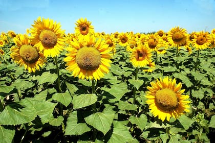 Granos gruesos Girasol. Rusia y Ucrania, con menos producción La siembra más esperada La reciente recuperación de precios permite encarar el ciclo 2020/21 con una mejor perspectiva
