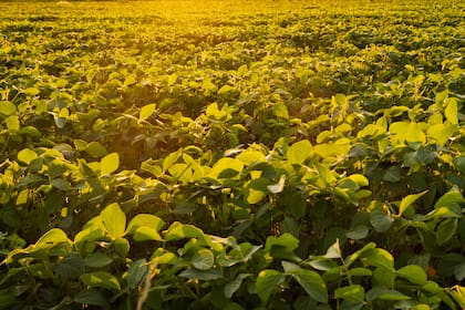 GRANOS: La soja de Chicago se encamina a su primera subida anual en tres años