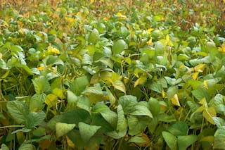 GRANOS: La soja y el trigo caen fuertemente desde máximos por la escasa demanda china