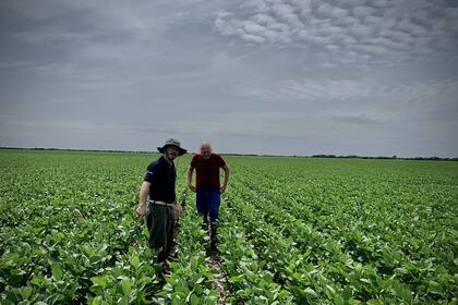 Granos: los futuros de la soja caen tras la llamada Trump-Xi; el maíz y el trigo se hunden