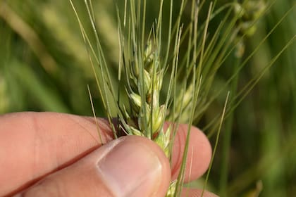 GRANOS. Los futuros del trigo caen por el aumento de las estimaciones de producción mundial