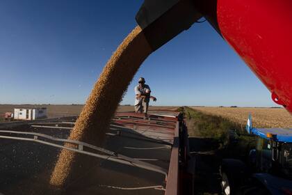 Granos: soja cae por la falta de demanda de China, maíz cotiza mixto