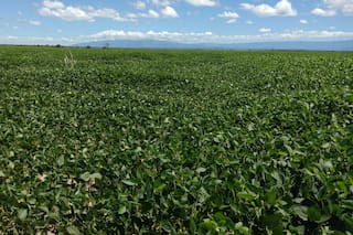 GRANOS: soja cae tras decisión Corte Suprema EE. UU. sobre aranceles