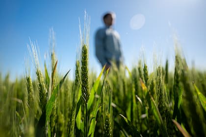 GRANOS - Trigo amplía sus ganancias gracias a la cobertura de posiciones cortas