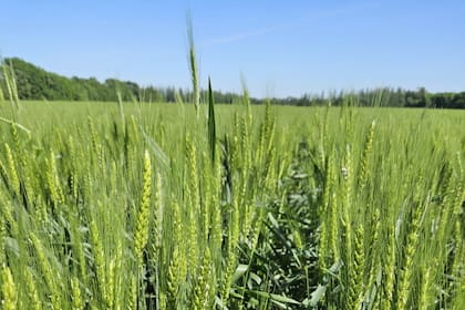 GRANOS - Trigo cotiza cerca de mínimos contractuales por abundante oferta mundial