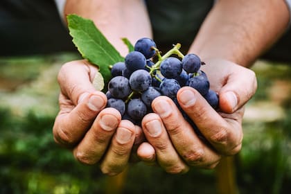 En un estudio de adultos mayores con problemas de memoria, 500 mililitros de jugo de uva morada por día durante 12 semanas les permitió aprender más palabras en comparación con el grupo placebo