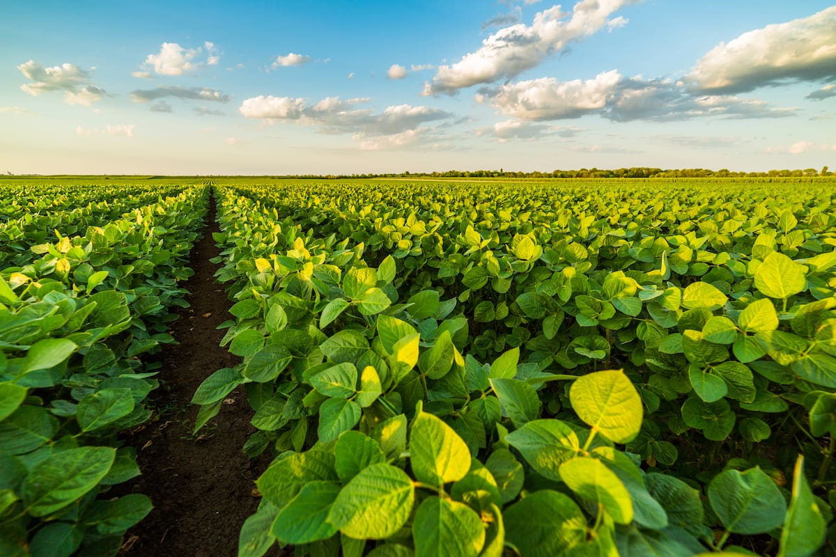 Green ripening soybean field, agricultural landscape