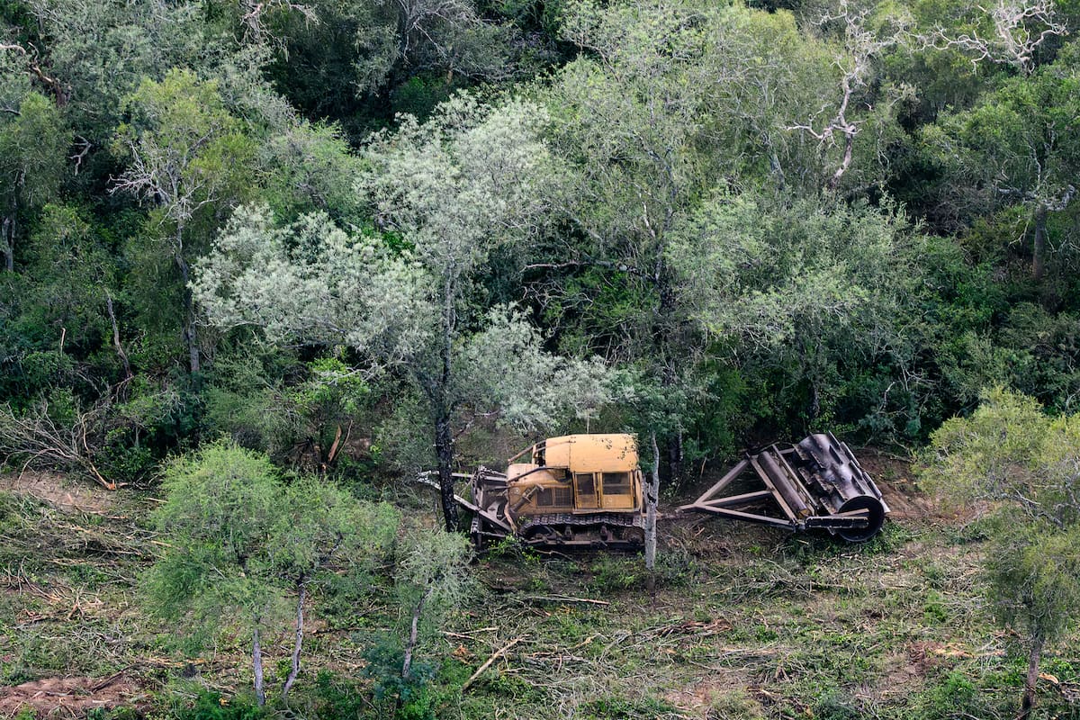 Greenpeace detectó que, en los primeros seis meses del año, en Santiago del Estero y Chaco la deforestación ilegal alcanzó las 31.000 hectáreas, una superficie equivalente a una vez y media el tamaño de la ciudad de Buenos Aires. La organización ecologista volvió a reclamar la penalización de la destrucción de bosques.