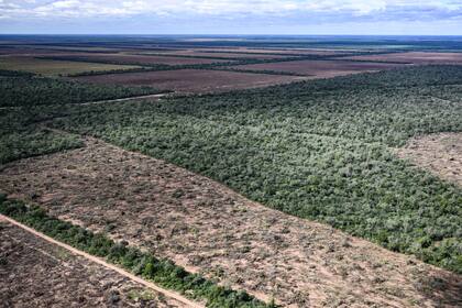 Greenpeace detectó que, en los primeros seis meses del año, en Santiago del Estero y Chaco la deforestación ilegal alcanzó las 31.000 hectáreas