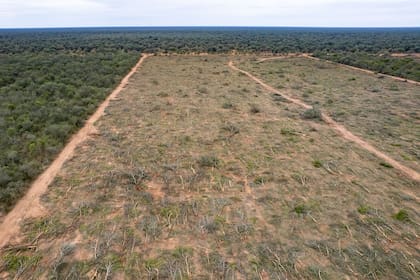 Greenpeace detectó que, en los primeros seis meses del año, en Santiago del Estero y Chaco la deforestación ilegal alcanzó las 31.000 hectáreas, una superficie equivalente a una vez y media el tamaño de la ciudad de Buenos Aires. La organización ecologista volvió a reclamar la penalización de la destrucción de bosques.