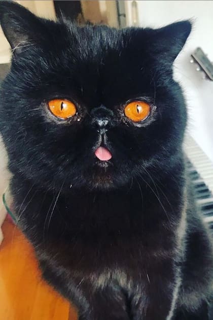Gremlin tiene unos ojos cuyo color anaranjado despertó infinidad de simpatías en las redes sociales