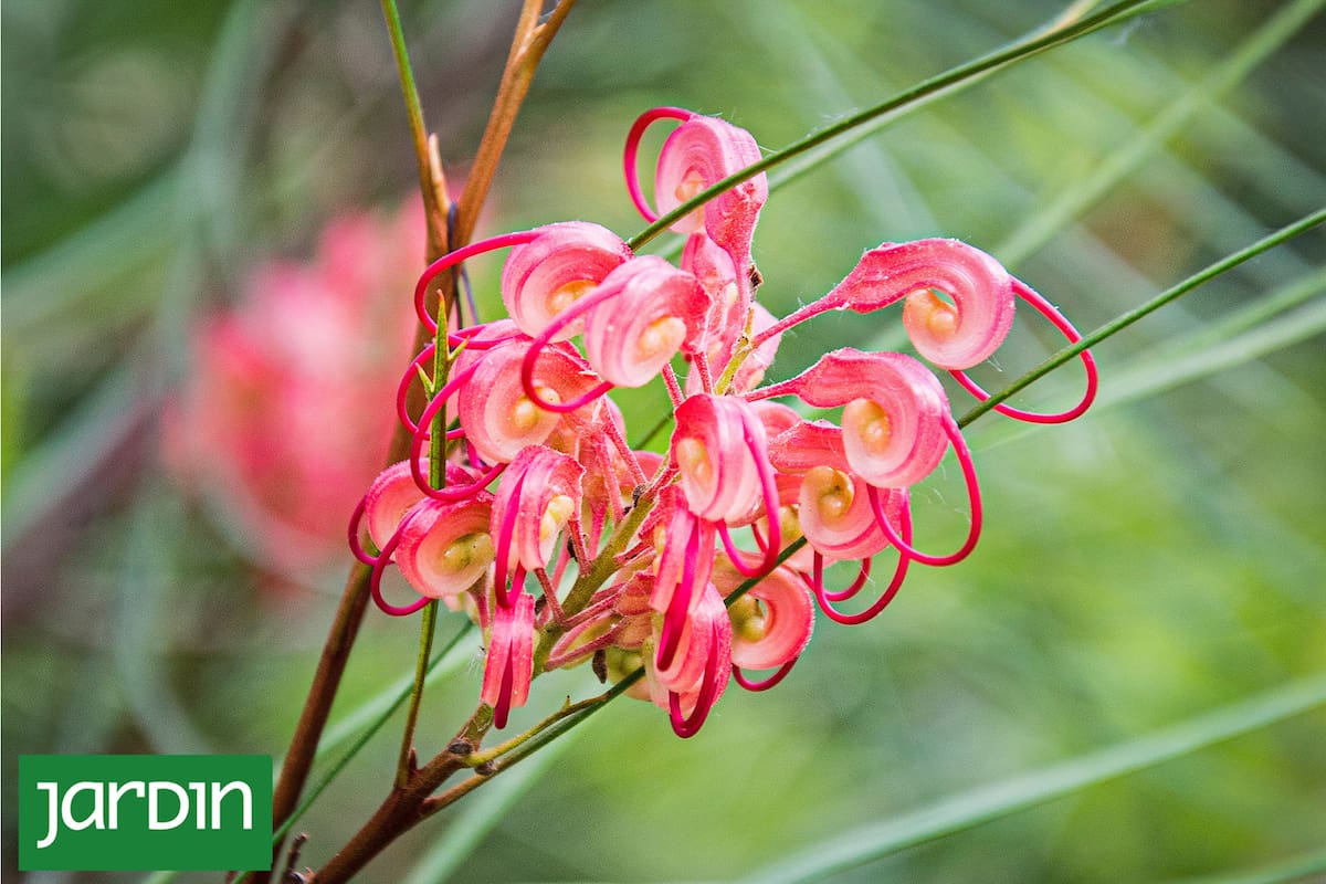 Grevillea johnsonii, morfología extravagante y flores que rompen la idea clásica de belleza