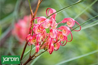 Las plantas que aportan carácter, textura y una estética contemporánea cada vez más buscada