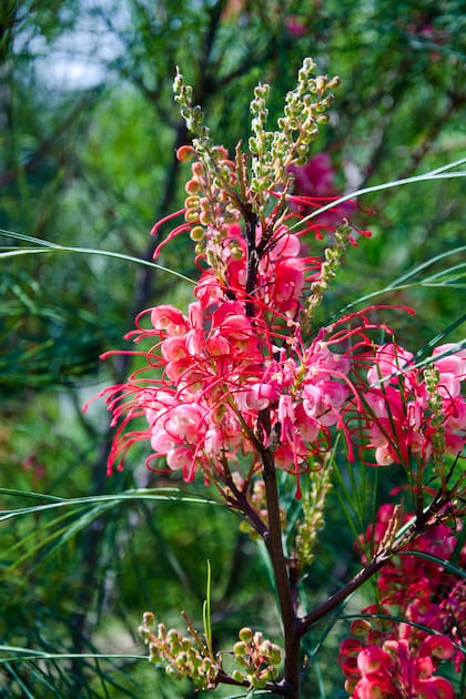 Grevillea johnsonii, racimos arqueados de rojo intenso y estilos proyectados como pinceladas en el aire