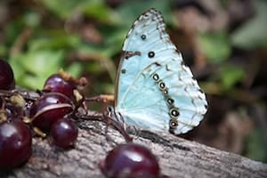 Grilla Mariposas