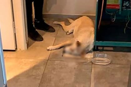 "Gringo", la mascota de un patio de comidas que fue atacada