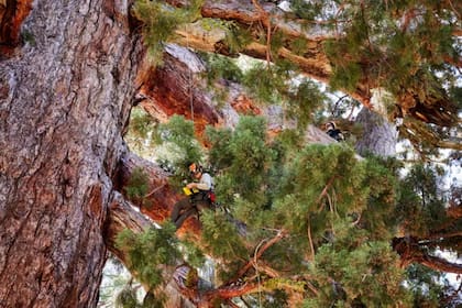 Grizzly Giant es una secuoya gigante situada en el corazón del Bosque de Mariposas de Yosemite