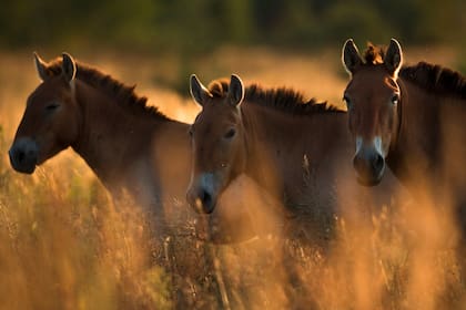 Grupo de caballos de Przewalski en la Zona de Exclusión de Chernobyl (Ucrania) en septiembre de 2016