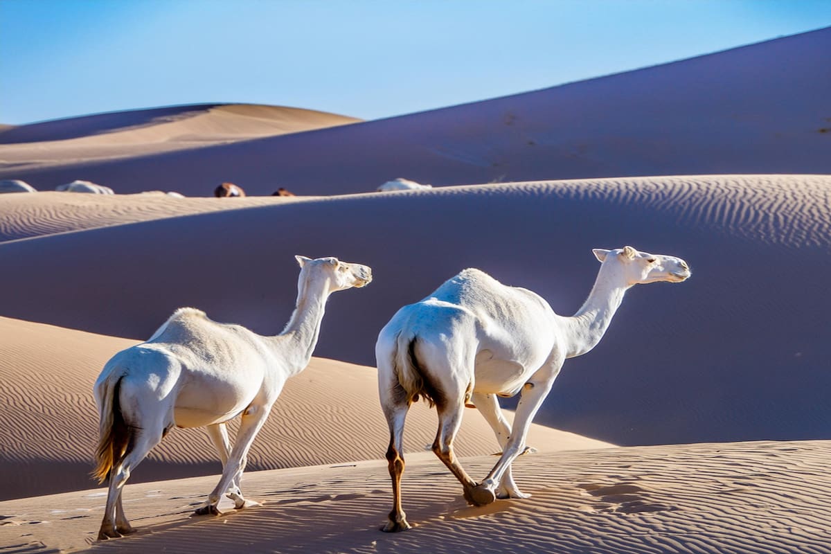 Grupo de camellos caminando en el desierto