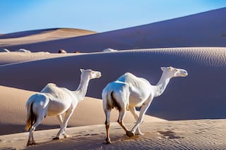 De resilientes a víctimas del clima: los camellos sufren los efectos del calor extremo en África