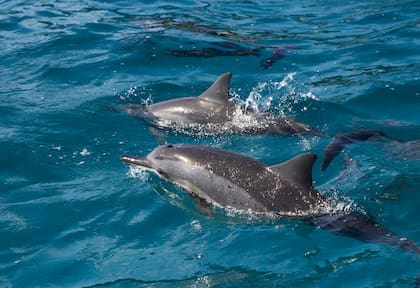 Grupo de delfines en la popa del catamarán que recorre la isla.