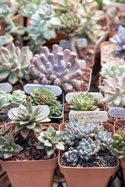 Grupo de graptoverias con su forma característica
