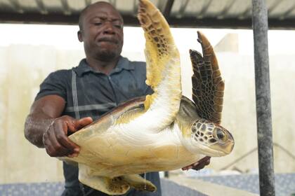Grupo rescata tortugas marinas atrapadas en redes en ciudad costera de Nigeria y premia a pescadores