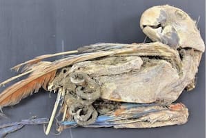 Guacamayo escarlata momificado recuperado de Pica 8 en el norte de Chile