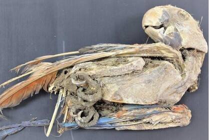 Guacamayo escarlata momificado recuperado de Pica 8 en el norte de Chile