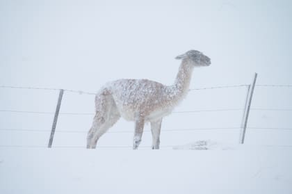 Guanaco atrapado en un alambrado en Santa Cruz. Fuente: Franco Bucci - Rewilding Argentina