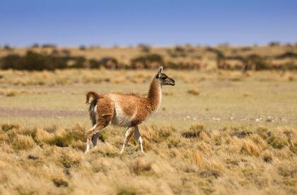 Guanaco en el Valle del Zaino.