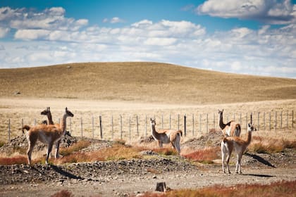 Guanacos al borde de la ruta, una constante en las rutas de Santa Cruz.