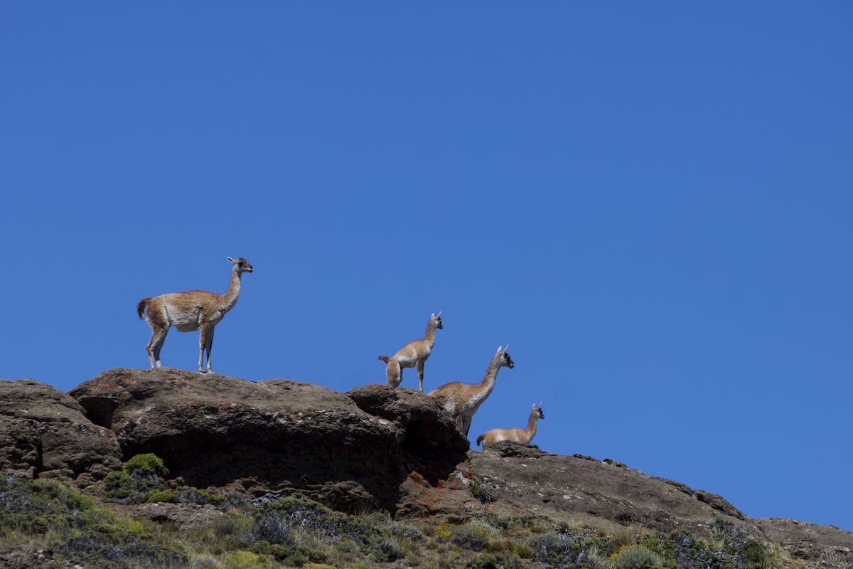 Guanacos en la meseta patagónica