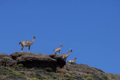 Guanacos en la meseta patagónica