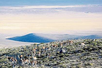 Guanacos en la meseta del lago Buenos Aires