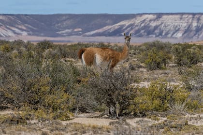 Guanacos, los reyes de la fauna local. Los Mazquiarán los crían en Chubut. También hay pumas, pero son difíciles de ver.