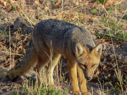 Guanacos, pumas y zorros colorados forman parte de la fauna del lugar (Foto: Parque Nacional El Leoncito)