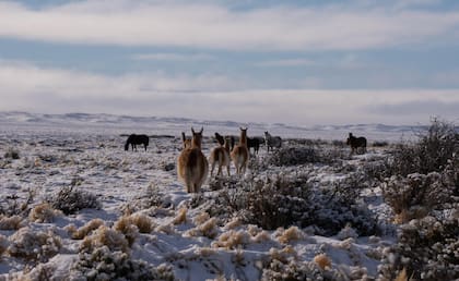 Guanacos y caballos buscan pastizales en medio de la nieve