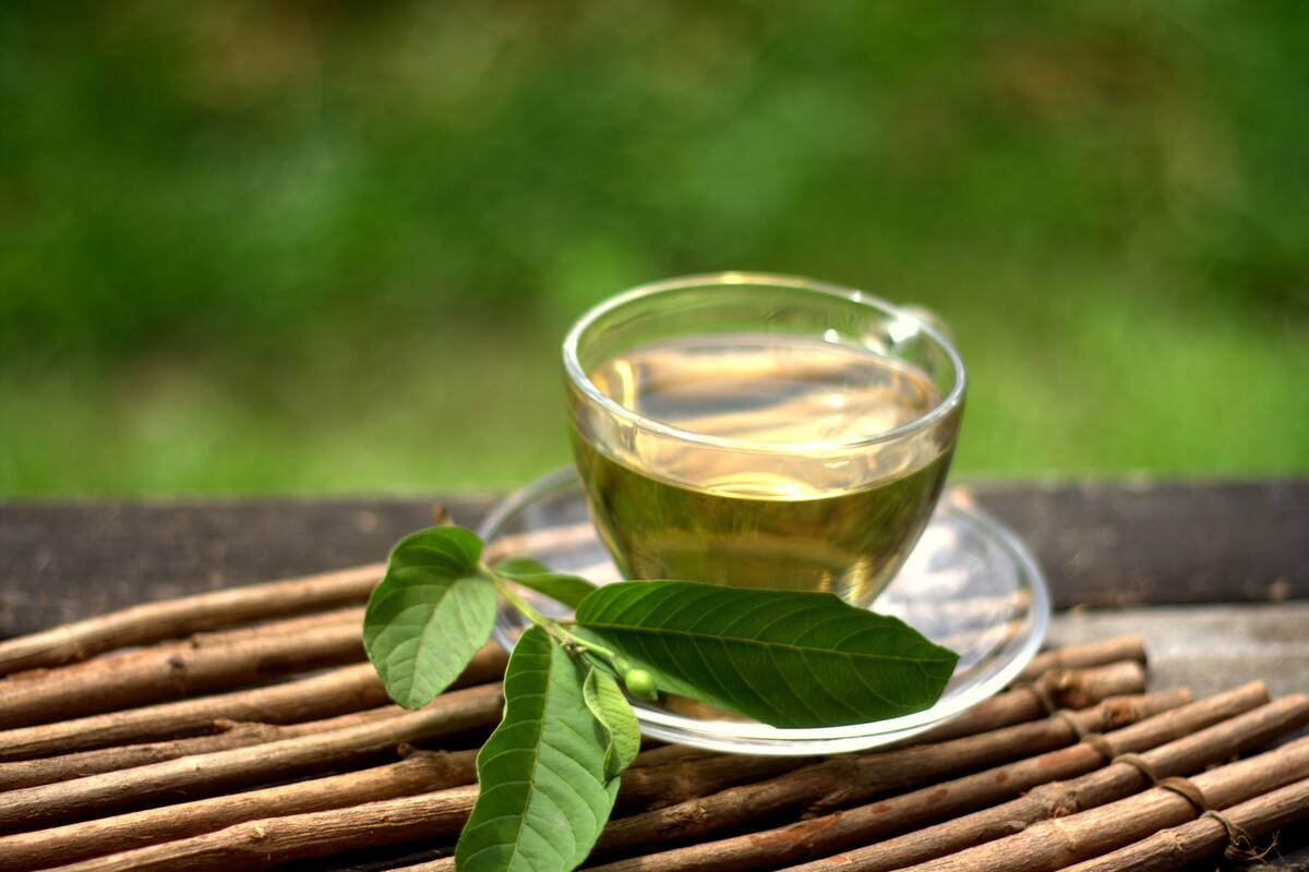 Guava leaf tea a healthy drinks. Drinking guava leaf tea is beneficial in changes cholesterol and triglyceride levels. Natural cure for diarrhea