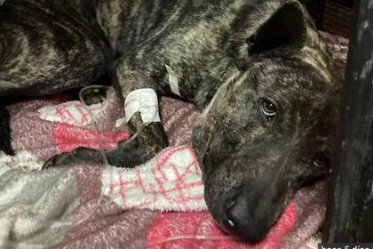 Guerrero, el perrito que fue baleado en Salta