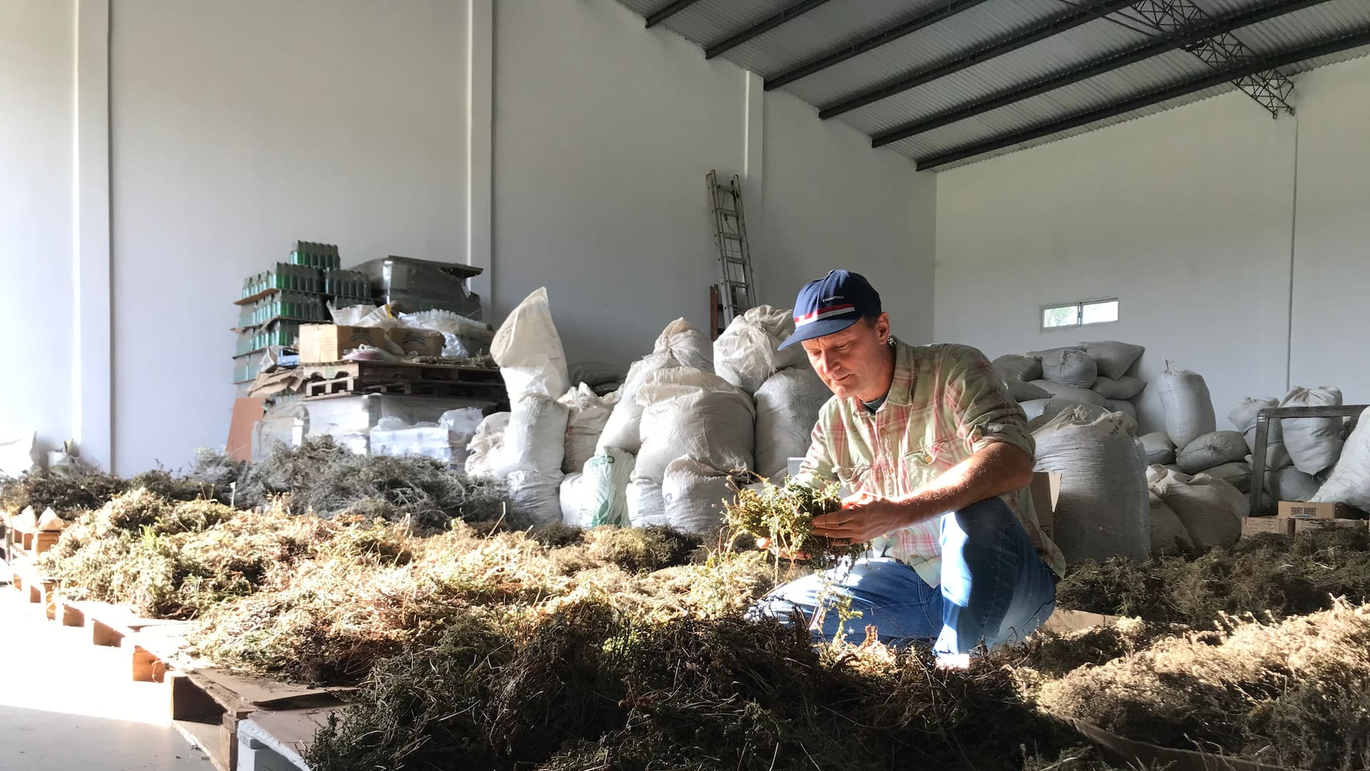 Guillermo Beney en su planta de producción, testando las plantas silvestres de Traslasierra.