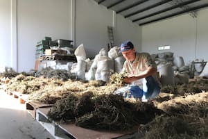 Guillermo Beney en su planta de producción, testando las plantas silvestres de Traslasierra.