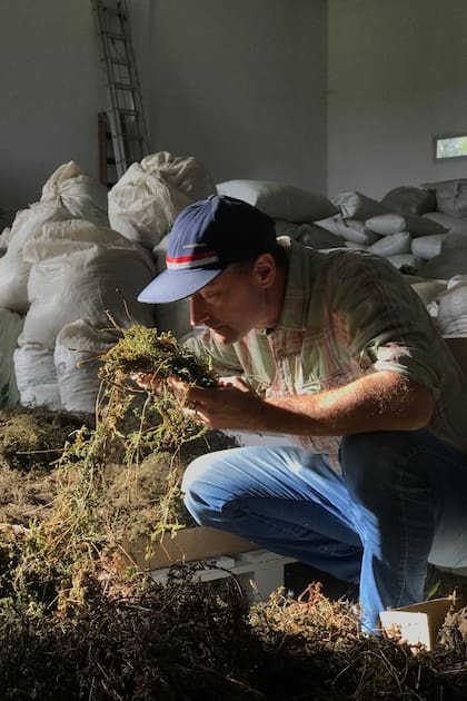 Guillermo Beney en su planta de producción, testando las plantas silvestres de Traslasierra.