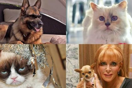 Gunter IV, Choupette, Grumpy Cat y Conchita son algunos de los animales más ricos