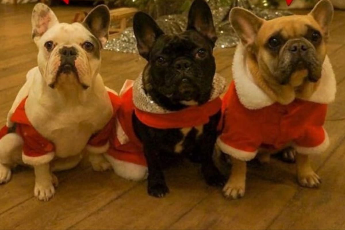 Gustav, a la derecha, y Koij, a la izquierda, fueron los cachorros robados